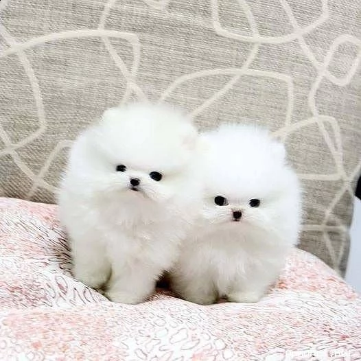 vendita cucciolo cucciola della razza volpino di pomerania in vendita 