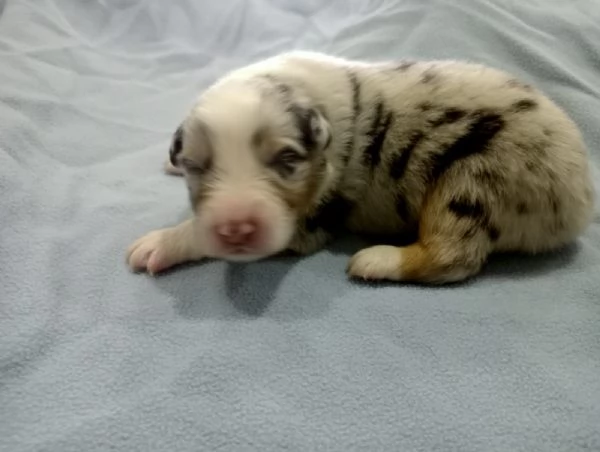 Cucciolo di pastore australiano bluemerle