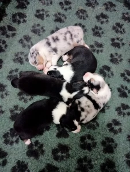 Cucciolo di pastore australiano bluemerle | Foto 1