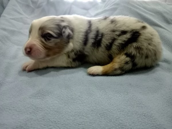 Cucciolo di pastore australiano bluemerle | Foto 0
