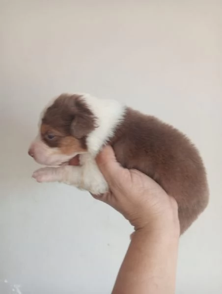 Splendidi cuccioli di pastore australiano | Foto 6