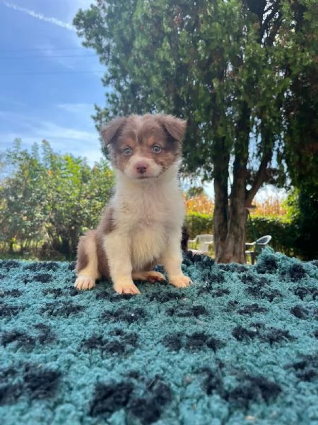 Splendidi cuccioli di pastore australiano | Foto 3
