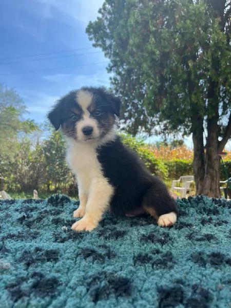Splendidi cuccioli di pastore australiano