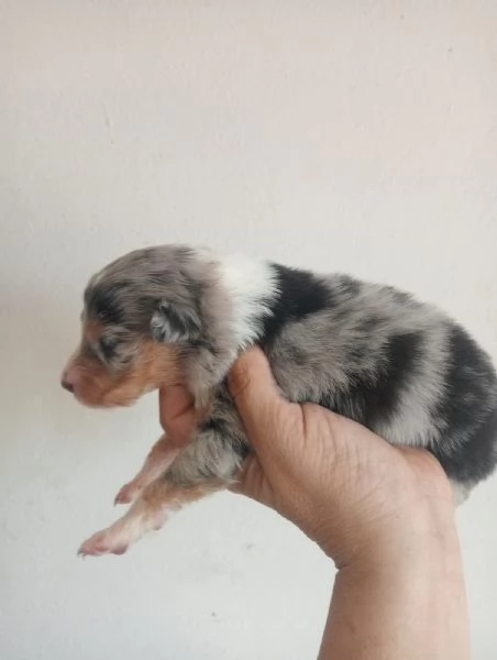 Splendidi cuccioli di pastore australiano | Foto 5