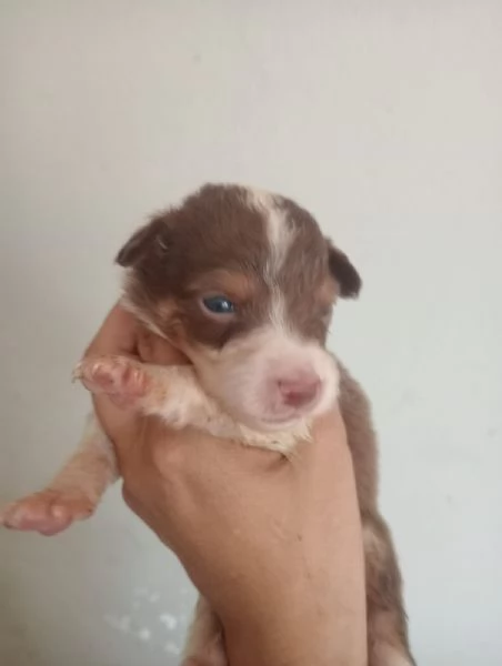 Splendidi cuccioli di pastore australiano | Foto 4