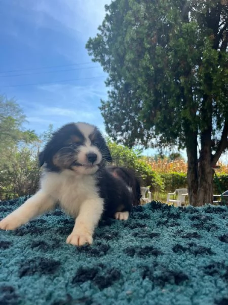 Splendidi cuccioli di pastore australiano | Foto 1