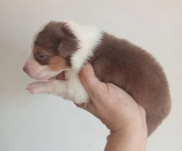 Splendidi cuccioli di pastore australiano | Foto 3