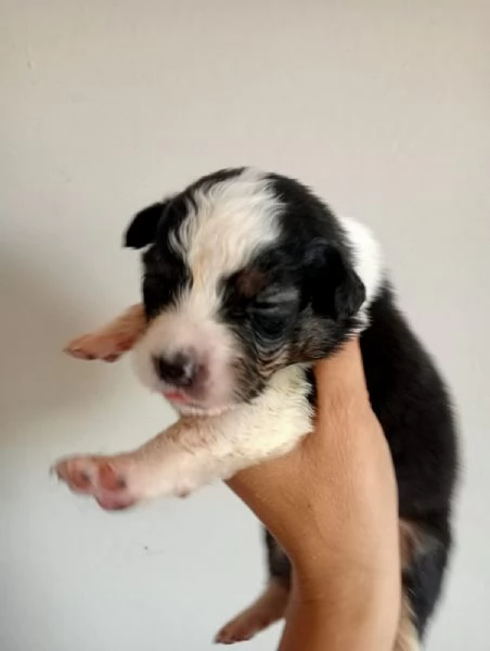 Splendidi cuccioli di pastore australiano | Foto 2