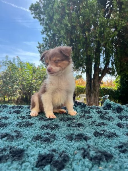 Splendidi cuccioli di pastore australiano | Foto 0