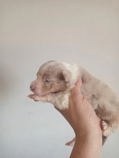 Splendidi cuccioli di pastore australiano