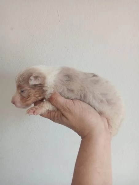 Splendidi cuccioli di pastore australiano | Foto 1