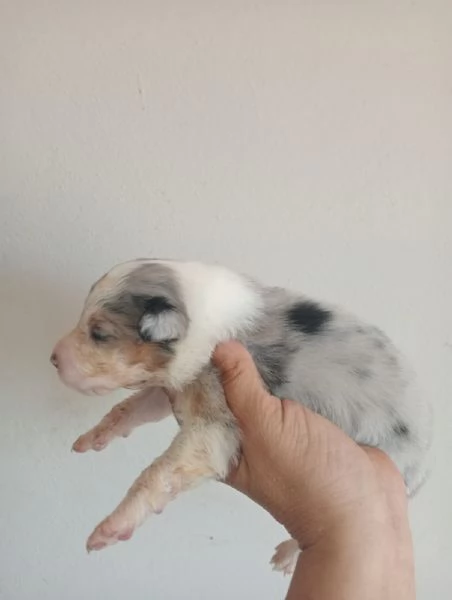 Splendidi cuccioli di pastore australiano | Foto 0
