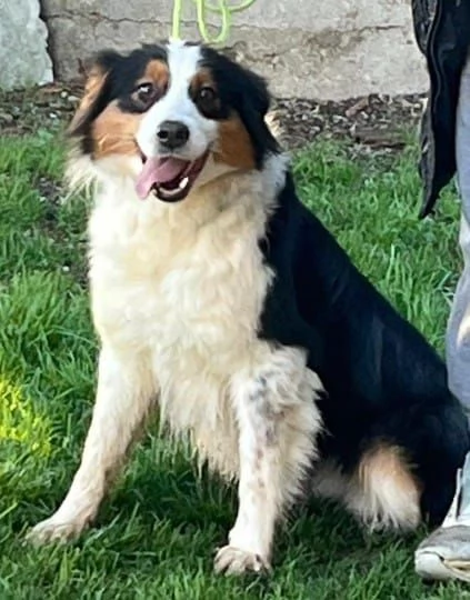 Femmina di Pastore australiano | Foto 1