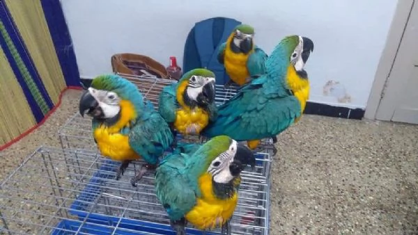 pappagalli parlanti da riproduzione