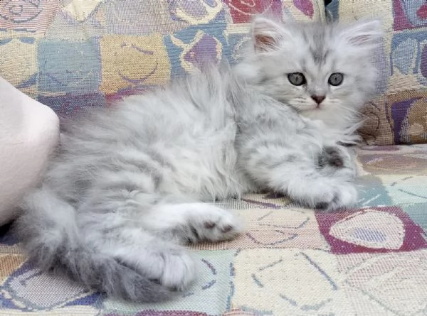 gatti persiani cuccioli puro | Foto 0