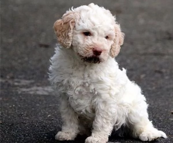  regalo lagotto romagnolo cuccioli meravigliosi  