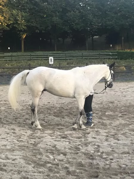 irish sport horse - salto ostacoli/ippoterapia | Foto 1