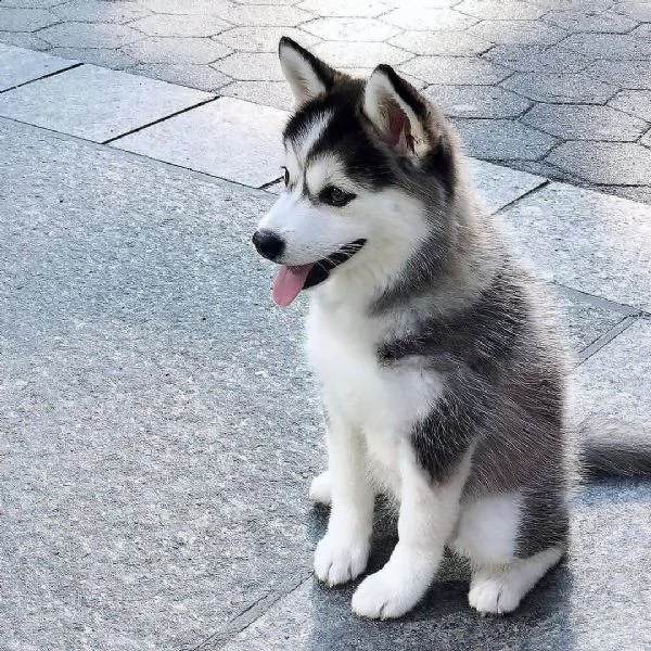 regalo siberian husky con pedigree consegna con  libretto sanitario vaccini certificati dal veteri
