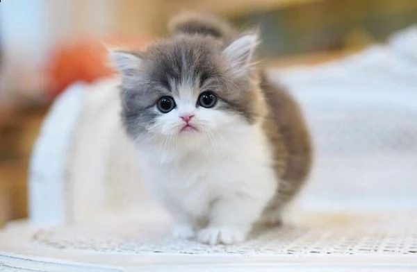 adorabili e sani gattini munchkin di razza pura per ladozione gentilmente contattami con il tuo n
