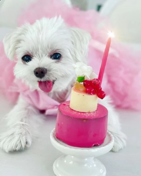 regalo piccoli cuccioli di maltese toy i cuccioli verranno consegnati con microchip vaccini svermin