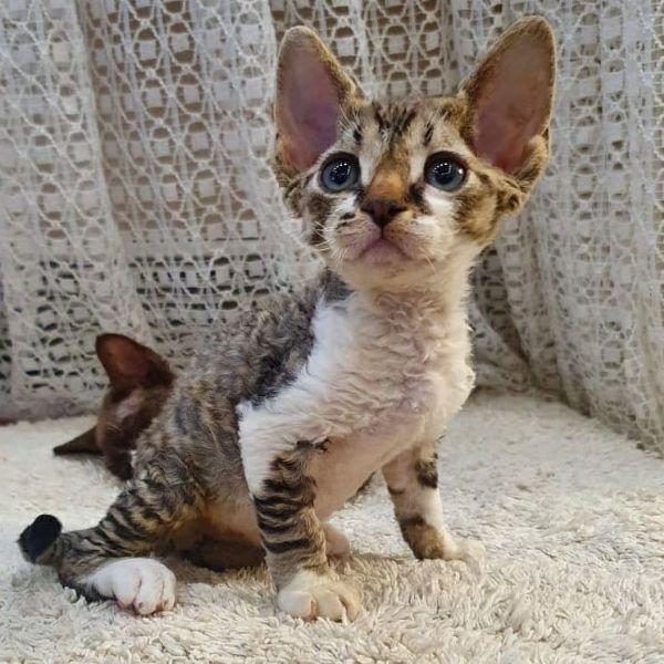 Vendita cucciolo Devon rex da Privato a Palermo devon rex cuccioli