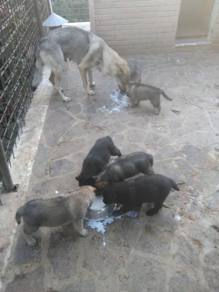 disponibili cuccioli di cane lupo cecoslovacco