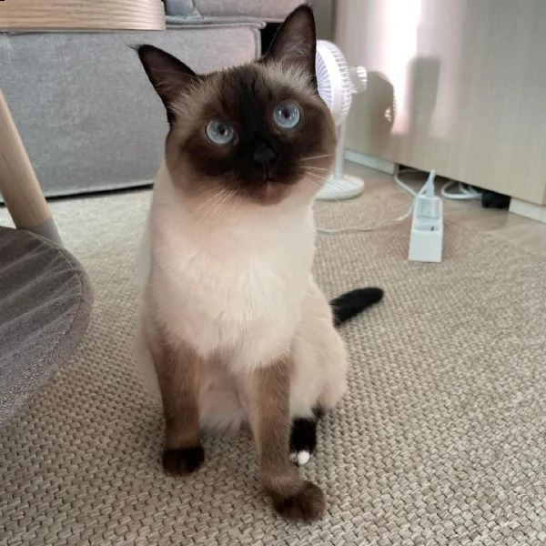 consegna gattini di siamese regalo con libretto sanitario   microchip vaccinato e sverminato   i 