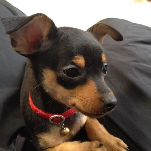 regalo cuccioli di pinscher bellissimi cuccioli disponibili carattere adorabile sono docili ed aff