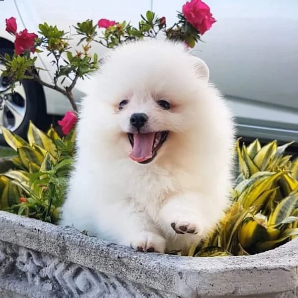  teacup spitz pomerania toy 