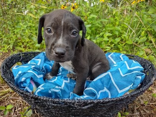 regalo adorabili cuccioli  dobermann  femminucce e maschietti gratuita
