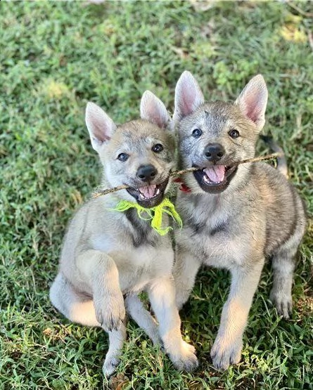 2 stupendi cane lupo cecoslovacco cuccioli