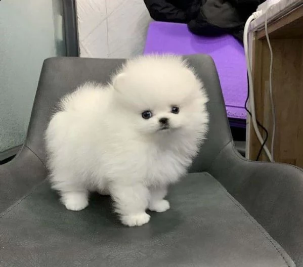 cuccioli di pomerania bianchi inestimabili per ladozione