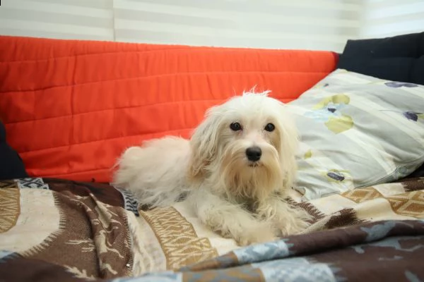 cucciolo maschio di maltipoo | Foto 5