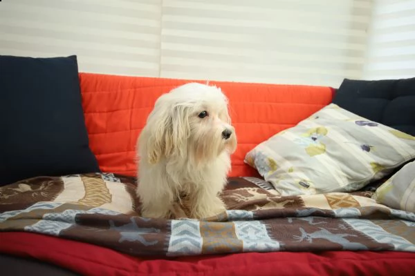 cucciolo maschio di maltipoo | Foto 4