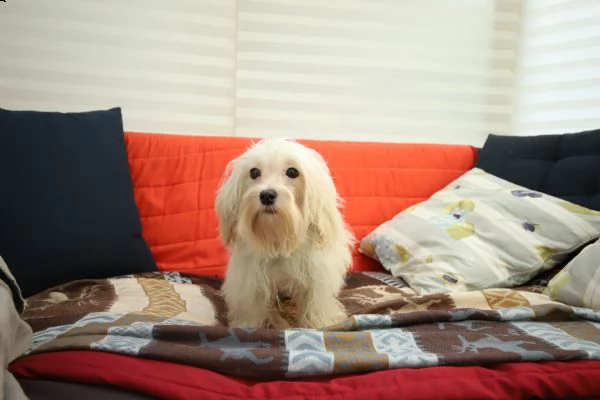 cucciolo maschio di maltipoo