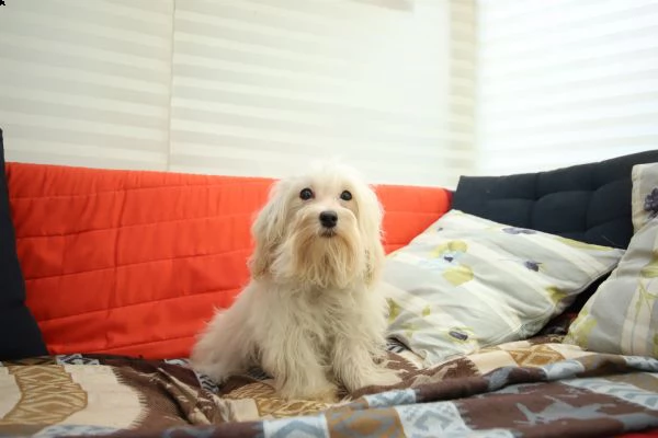 cucciolo maschio di maltipoo | Foto 3