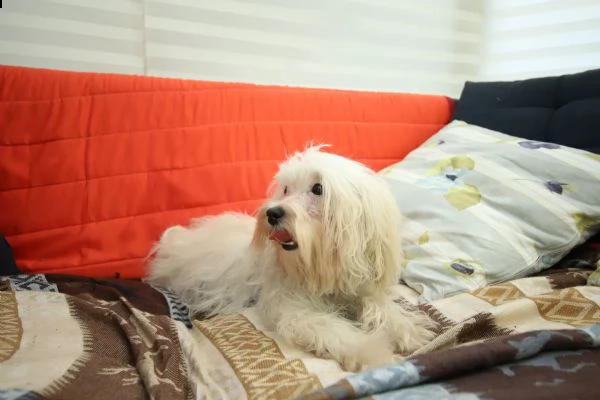 cucciolo maschio di maltipoo | Foto 1