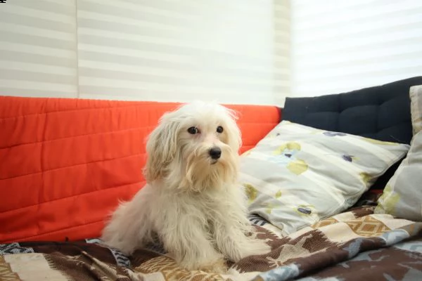 cucciolo maschio di maltipoo | Foto 0