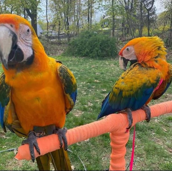 pappagalli 