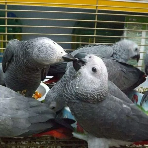 pappagalli allevamento 