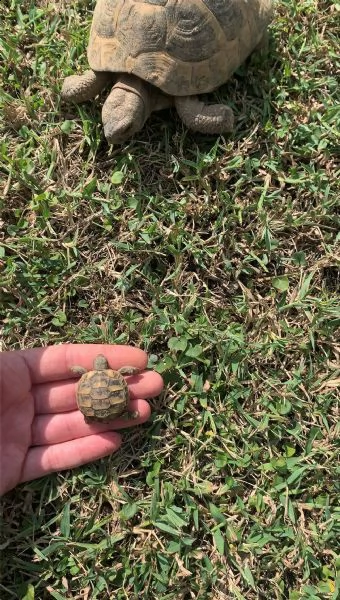 splendide tartarughine di terra | Foto 3