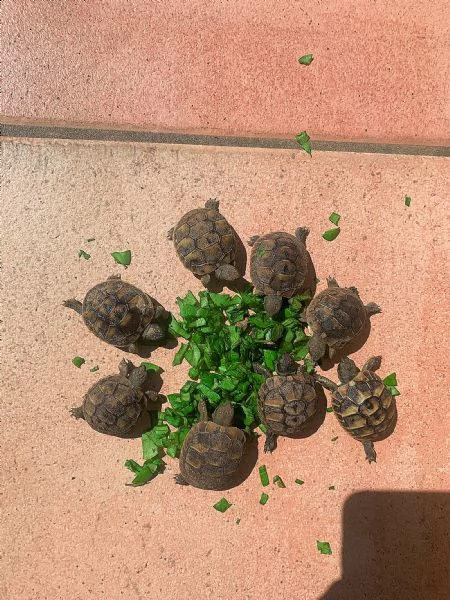 splendide tartarughine di terra | Foto 0