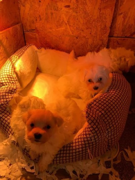 cuccioli di maltese mini toy | Foto 4