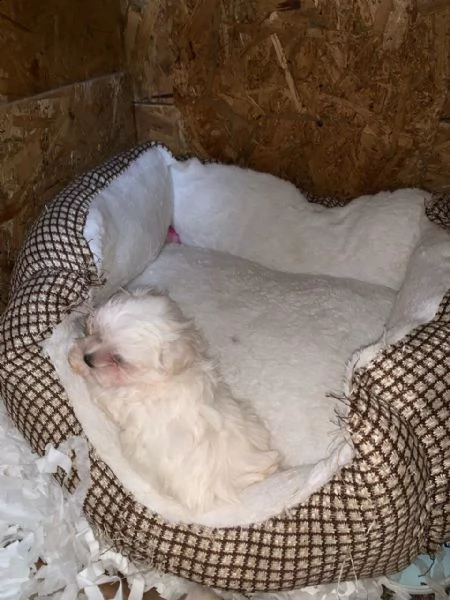 cuccioli di maltese mini toy
