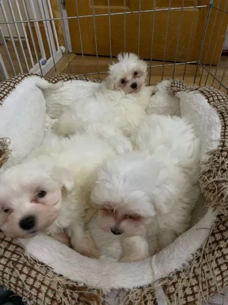 cuccioli di maltese mini toy | Foto 0