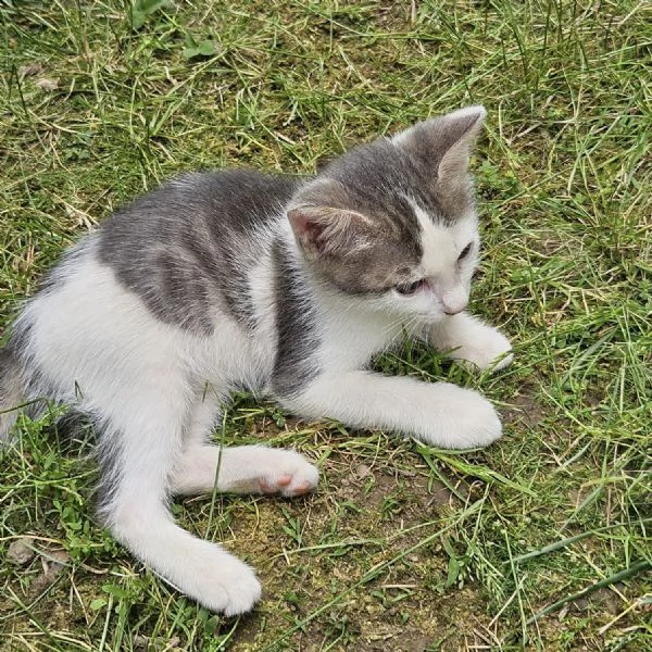 Gattini di 2 mesi regalo | Foto 9
