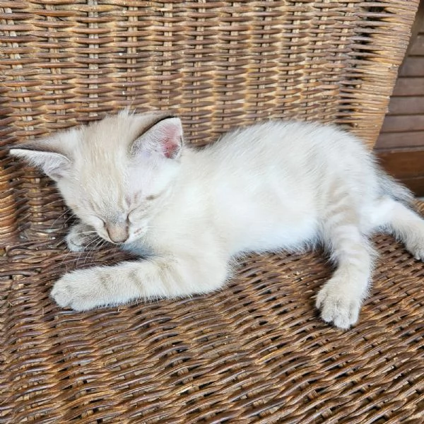 Gattini di 2 mesi regalo | Foto 8