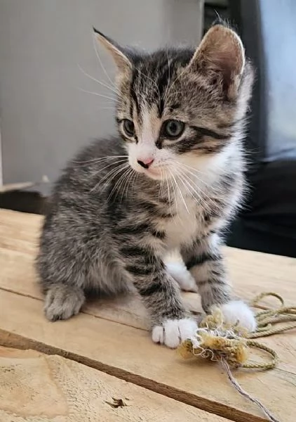 Gattini di 2 mesi regalo