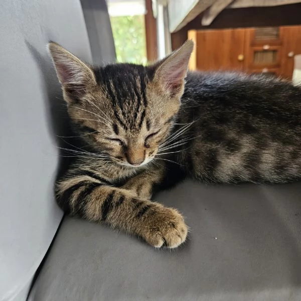 Gattini di 2 mesi regalo | Foto 6