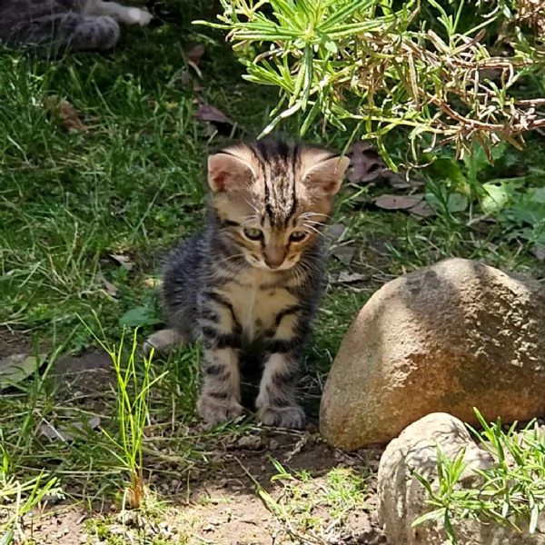 Gattini di 2 mesi regalo | Foto 5